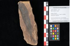 Foto (Objekt + Etikett) von Myrica lignitum Unger (NHMW-GEO-2024-0188-0522)